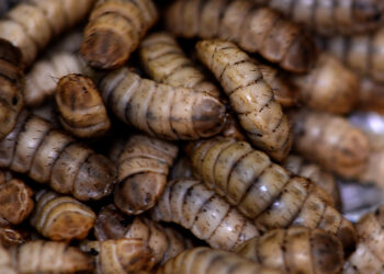 Comment tuer les larves ?