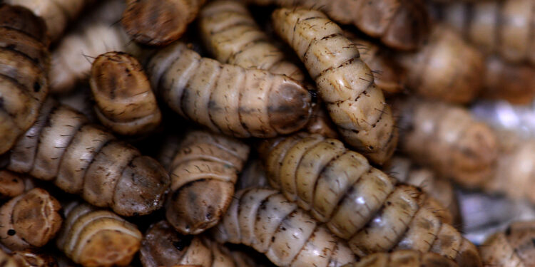 Comment tuer les larves ?