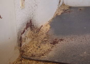 Comment tuer les poux dans le poulailler ?