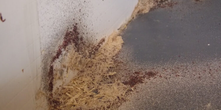 Comment tuer les poux dans le poulailler ?