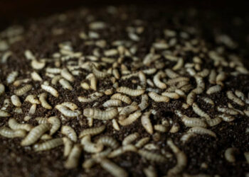 Comment tuer une larve de mouche ?