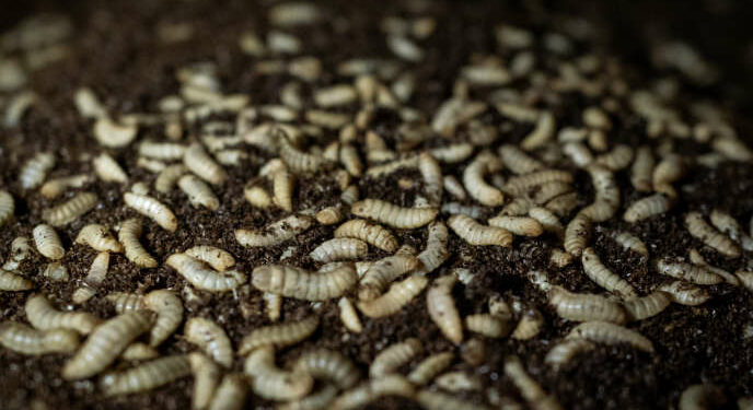 Comment tuer une larve de mouche ?