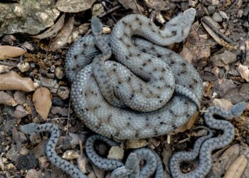 Comment tuer une vipère ?