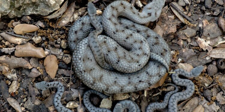 Comment tuer une vipère ?