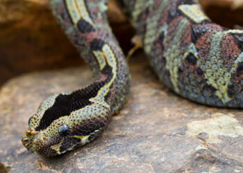 Comment tuer une vipère ?