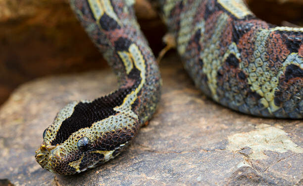 Comment tuer une vipère ?