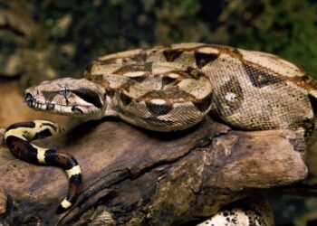 Comment tuer une vipère ?