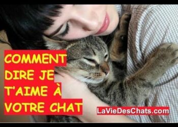 Comment un chat voit un humain ?