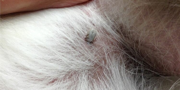 Comment un chien attrape des tiques ?