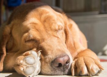 Comment un chien pleure ?