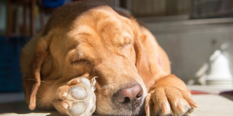 Comment un chien pleure ?