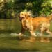 Comment un chien sait nager ?
