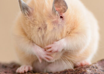 Comment un hamster pleure ?