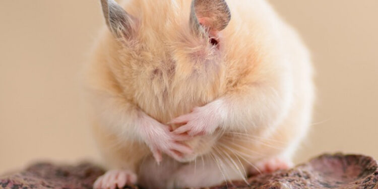 Comment un hamster pleure ?