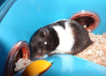 Comment un hamster pleure ?