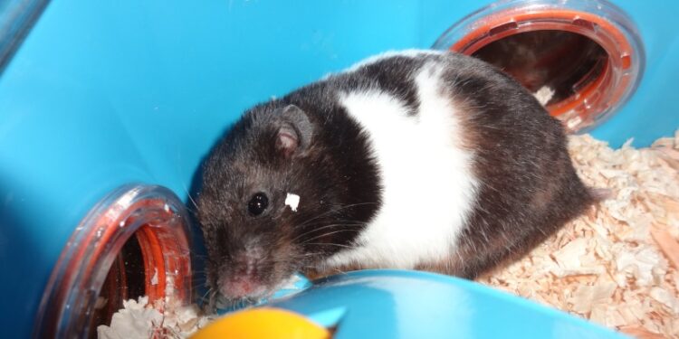 Comment un hamster pleure ?