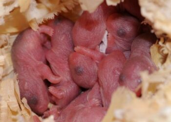 Comment un hamster tombe enceinte ?