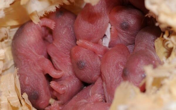 Comment un hamster tombe enceinte ?
