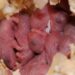 Comment un hamster tombe enceinte ?
