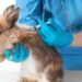 Comment un lapin pleure ?