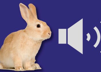 Comment un lapin pleure ?