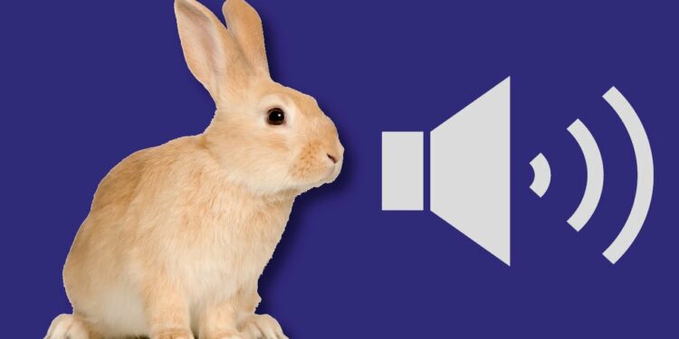 Comment un lapin pleure ?