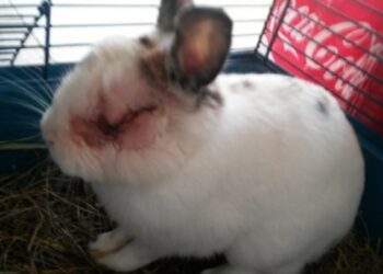 Comment un lapin pleure ?