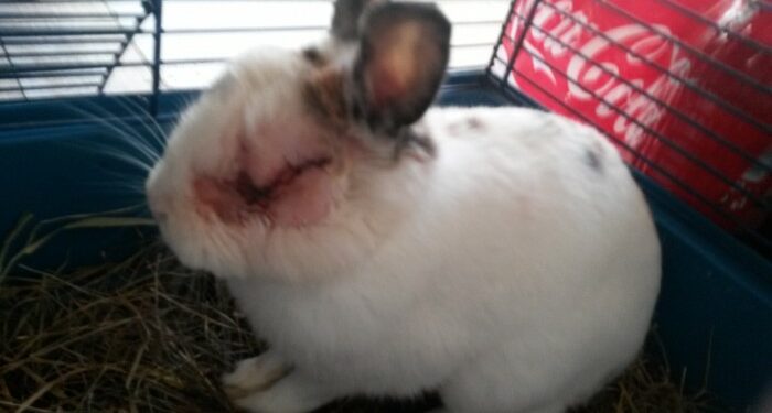 Comment un lapin pleure ?