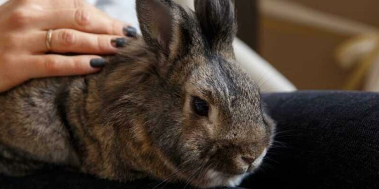 Comment un lapin reconnaît son maître ?