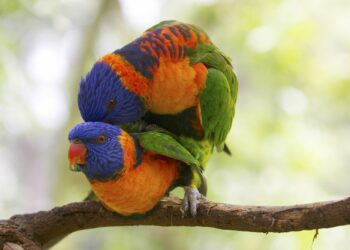 Comment un perroquet fait l'amour ?