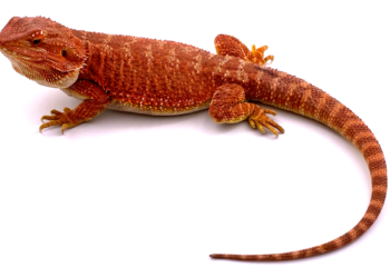 Comment un pogona dort ?