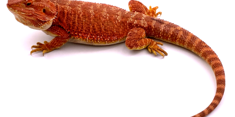 Comment un pogona dort ?