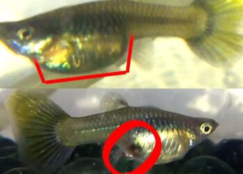 Comment un poisson fait l'amour ?