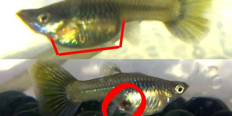 Comment un poisson fait l'amour ?