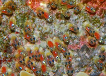 Comment un poisson fait l'amour ?