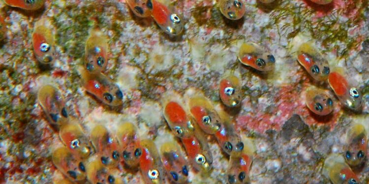 Comment un poisson fait l'amour ?