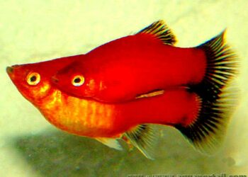 Comment un poisson fait l'amour ?