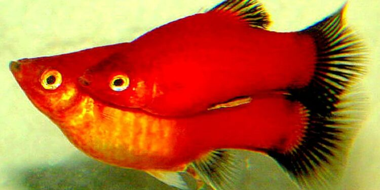 Comment un poisson fait l'amour ?