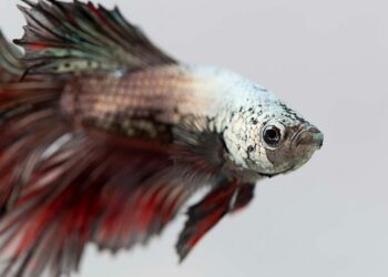 Comment un poisson fait l'amour ?