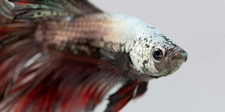 Comment un poisson fait l'amour ?