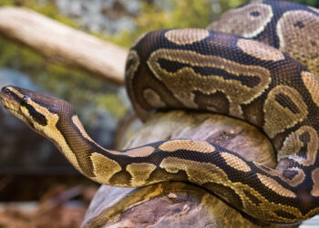 Comment un python attaque ?