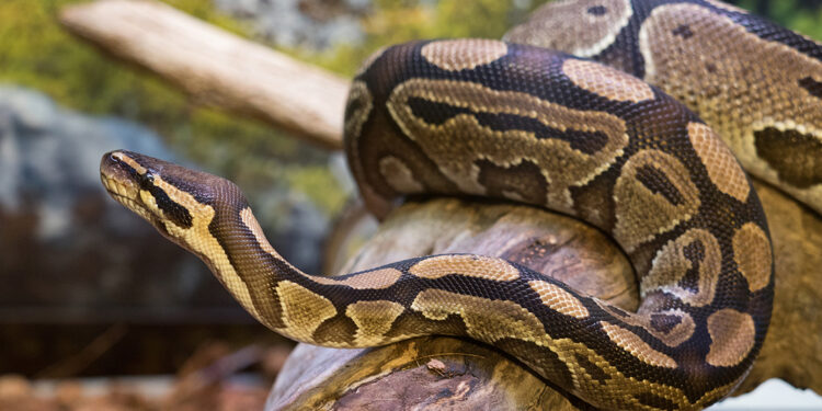 Comment un python attaque ?