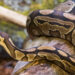 Comment un python attaque ?