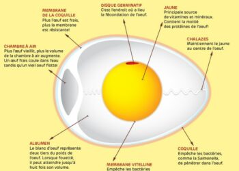 Comment une poule fait l'amour ?