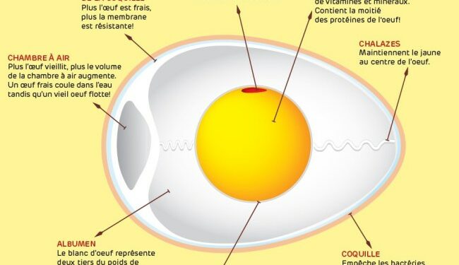 Comment une poule fait l'amour ?