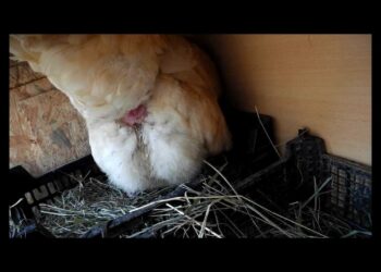 Comment une poule fait l'amour ?