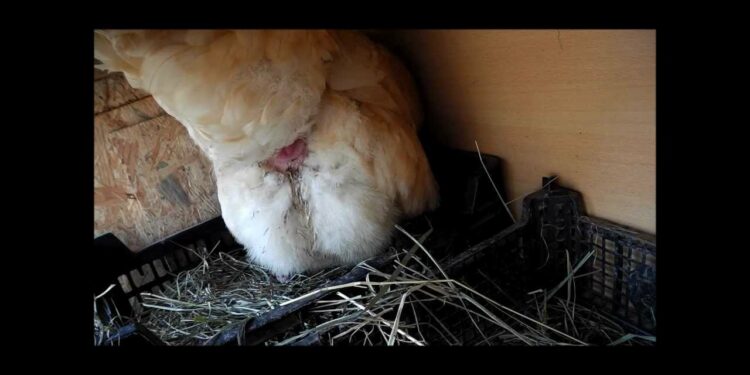 Comment une poule fait l'amour ?