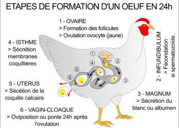 Comment une poule fait l'amour ?