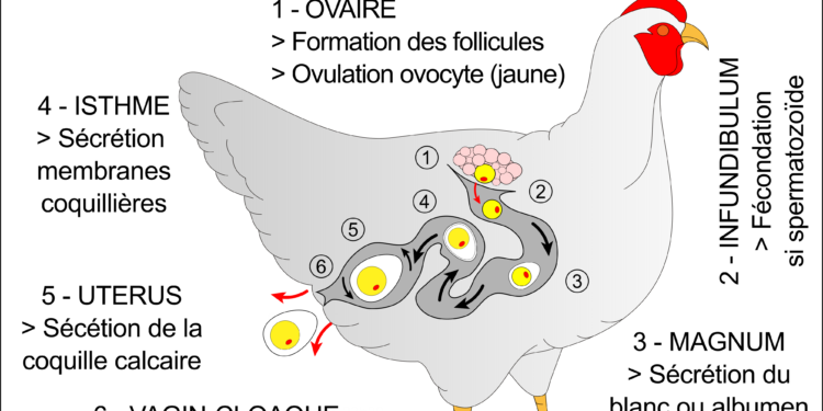 Comment une poule fait l'amour ?