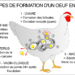 Comment une poule fait l'amour ?